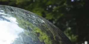 Primer plano de una superficie curva que refleja árboles y cielo, simbolizando el equilibrio natural que el efecto invernadero mantiene en el planeta.